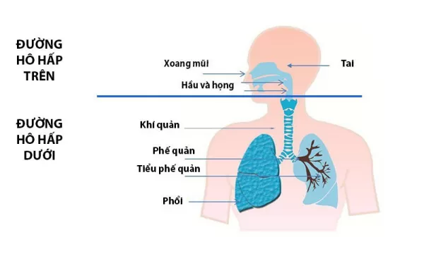 Viêm đường hô hấp trên, làm gì để phòng ngứa?