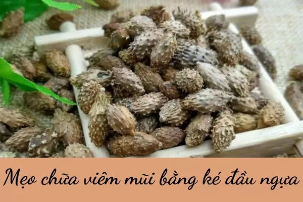 Mẹo chữa viêm mũi bằng ké đầu ngựa