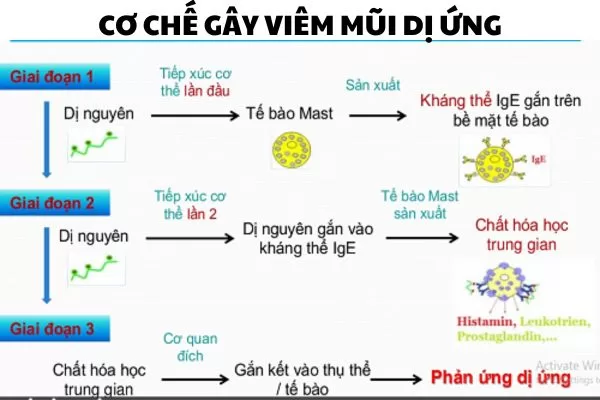 Cơ chế của bệnh viêm mũi dị ứng