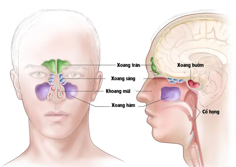 Xoang có nhiều vị trí khác nhau vì vậy sẽ có các biểu hiện khác ở từng vị trí